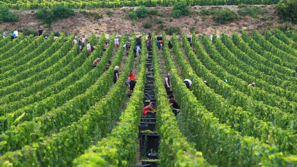Millésime 2024, une année de défis, un vin exceptionnel Jahrgang 2024, ein Jahr der Herausforderungen, ein aussergewöhnlicher Wein Vintage 2024, A Year of Challenges, an Exceptional Wine