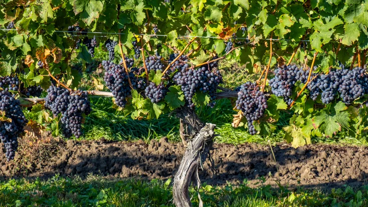 Loire Valley Wine