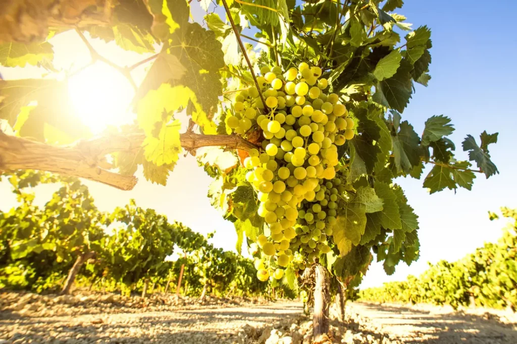 Loire Valley Wine