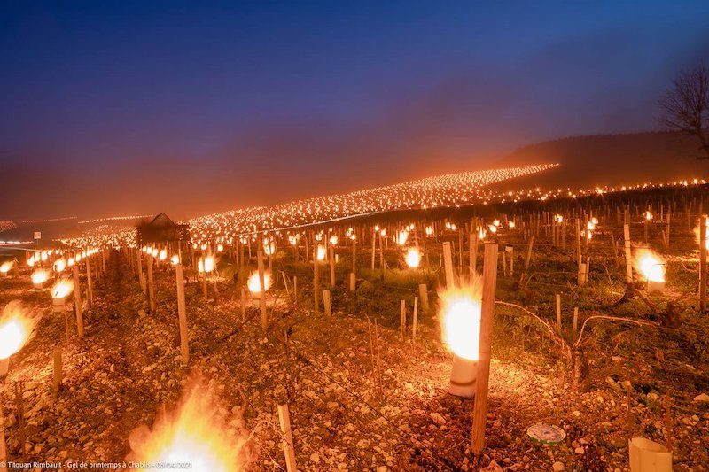Vintage 2024: A Year of Challenges, an Exceptional Wine
