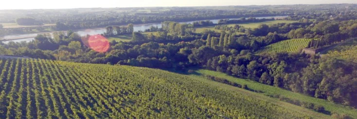 Spotlight on One of Our Talented Vignerons: Château de la Roche aux Moines
