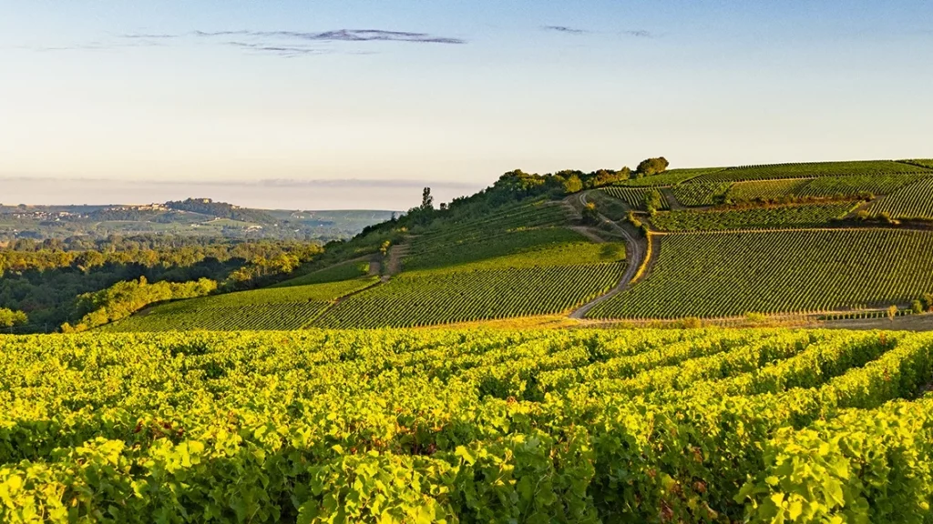 Die Legende von Pouilly-Fumé: Entdecken Sie die aussergewöhnlichen Weine von Didier Dagueneau