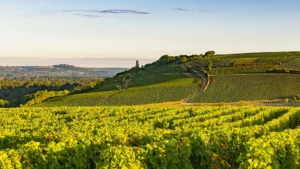 Die Legende von Pouilly-Fumé: Entdecken Sie die aussergewöhnlichen Weine von Didier Dagueneau
