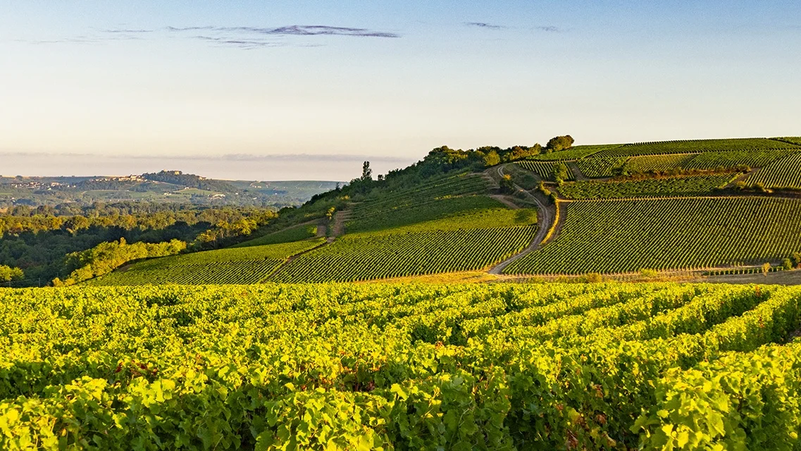Die Legende von Pouilly-Fumé: Entdecken Sie die aussergewöhnlichen Weine von Didier Dagueneau