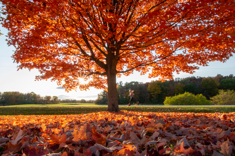 Welcher Wein passt zu Reh? Der perfekte Herbst-Genuss