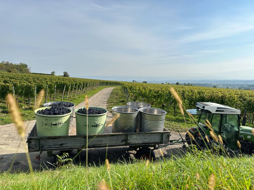 Ein Hoch auf die Exzellenz: Weingut Köbelins Grauer Burgunder 2022 erhält 91/100 von Vinum und ein neues Kapitel für Schweizer Weinliebhaber