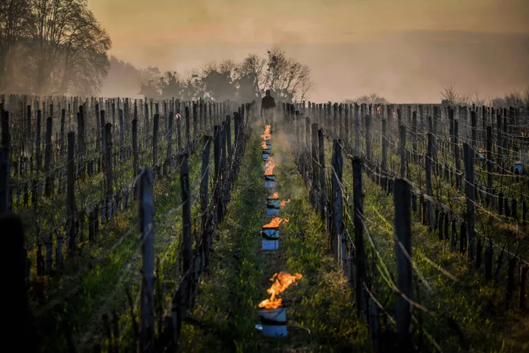 Warum Château Lafleur Pomerol zugunsten von Vin de France aufgibt In einer wegweisenden Entscheidung hat das legendäre Château Lafleur bestätigt, dass es die prestigeträchtige Appellation Pomerol verlassen wird. Ab dem Jahrgang 2025 werden alle Weine des ikonischen Weinguts als Vin de France klassifiziert. Warum also kehrt einer der angesehensten Produzenten der Welt einem Namen den Rücken, der als Synonym für Qualität gilt? Die Antwort liegt in einer zukunftsorientierten Vision zur Bekämpfung des Klimawandels – eine Vision, der die strengen AOC-Regeln von Pomerol nicht mehr gerecht werden können. Dieser Beitrag erläutert die Hauptgründe für Lafleurs Abkehr von Pomerol und erklärt, was dieser Wandel für die Zukunft dieses gefeierten Weins bedeutet.