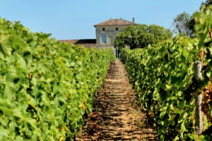 Why Château Lafleur is Ditching Pomerol for Vin de France Pourquoi Château Lafleur abandonne Pomerol pour le Vin de France Warum Château Lafleur Pomerol zugunsten von Vin de France aufgibt